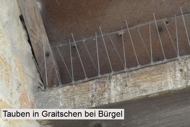 Tauben in Graitschen bei Bürgel